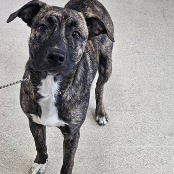 Faith -  Belgian Shepherd Malinois and Mixed Breed Dog for Adoption in Evansville, Indiana - Faith | PetCurious