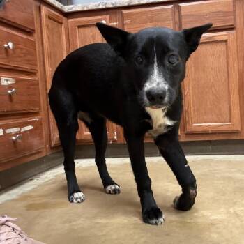 Jojo - 082403U -  Border Collie and Mixed Breed Dog for Adoption in Tupelo, Mississippi - Jojo - 082403U | PetCurious