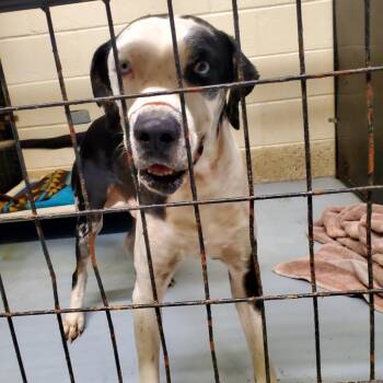 Roscoe -  Cattle Dog and Coonhound Dog for Adoption in Denison, Texas - Roscoe | PetCurious