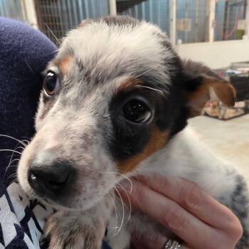 Piglet -  Mixed Breed Dog for Adoption in Leander, Texas - Piglet | PetCurious