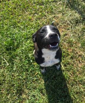 Bertha -  Mixed Breed Dog for Adoption in Windsor, Missouri - Bertha | PetCurious