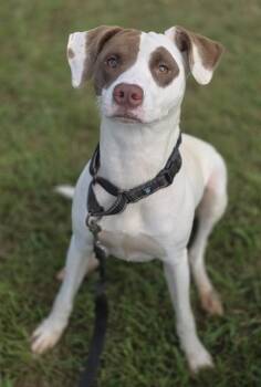 Rescue American Staffordshire Terrier and Mixed Breed Dogs for Adoption in York, South Carolina - CONNIE | PetCurious