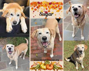 Rescue Labrador Retriever and Yellow Labrador Retriever Dogs for Adoption in Middletown, Rhode Island - Sugar | PetCurious
