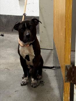 HART -  Pit Bull Terrier Dog for Adoption - HART | PetCurious