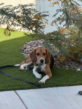 Rhapsody -  Beagle Dog for Adoption in Las Vegas, Nevada - Rhapsody | PetCurious