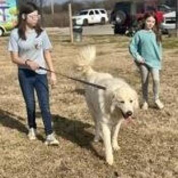 Great Pyrenees Dogs Available for Adoption in Hopkinton, Massachusetts - CJ | PetCurious