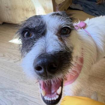 Frozen Marg 14385 -  Terrier Dog for Adoption in San Francisco, California - Frozen Marg 14385 | PetCurious