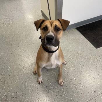 Tank -  Retriever and Terrier Dog for Adoption in Galax, Virginia - Tank | PetCurious