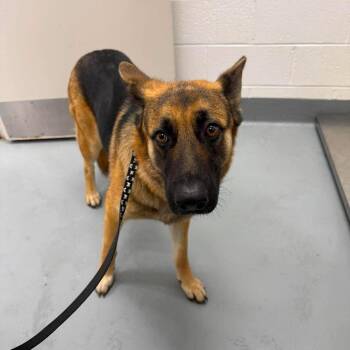 Bellacina -  German Shepherd Dog Dog for Adoption in Marshall, Virginia - Bellacina | PetCurious