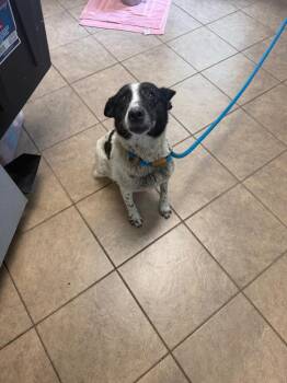 Unknown Salem Road -  Mixed Breed Dog for Adoption in Marion, Ohio - Unknown Salem Road | PetCurious