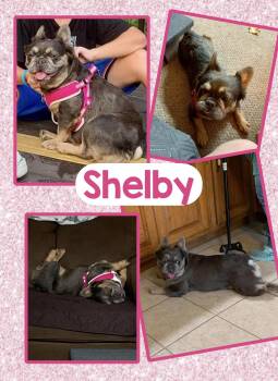 Shelby -  French Bulldog Dog for Adoption in Fort Wayne, Indiana - Shelby | PetCurious