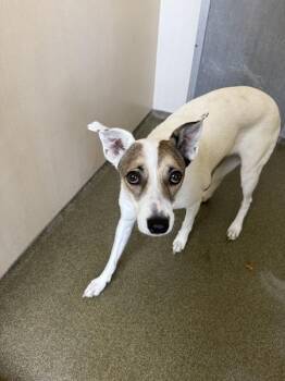 Dita -  Australian Cattle Dog Blue Heeler Dog for Adoption in Vancouver, Washington - Dita | PetCurious