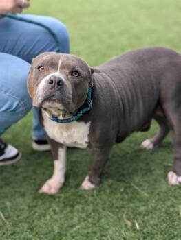 TORY -  Mixed Breed Dog for Adoption in Dallas, Texas - TORY | PetCurious