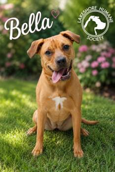 Bella -  Labrador Retriever Dog for Adoption in Dunkirk, New York - Bella | PetCurious