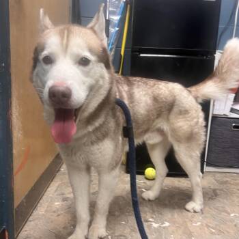 Husky Dogs Available for Adoption in Philadelphia, Pennsylvania - Jax | PetCurious