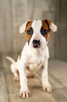 Rescue Brittany Spaniel and Jack Russell Terrier Dogs for Adoption in Winter, Wisconsin - Lea | PetCurious