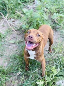 Ember -  Boxer Dog for Adoption in Rogers, Arkansas - Ember | PetCurious