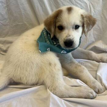Beast Boy -  Mixed Breed Dog for Adoption in Canal Winchester, Ohio - Beast Boy | PetCurious