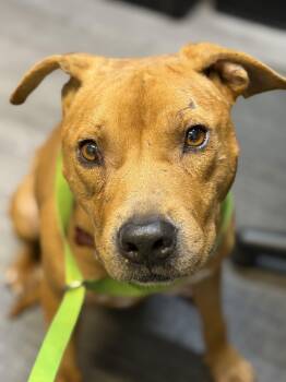 Buster Boo Keaton -  Staffordshire Bull Terrier Dog for Adoption in Houston, Texas - Buster Boo Keaton | PetCurious