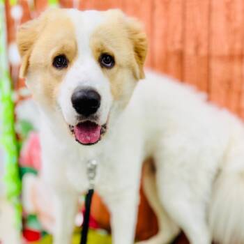 Milo -  Great Pyrenees Dog for Adoption in Lebanon, Missouri - Milo | PetCurious