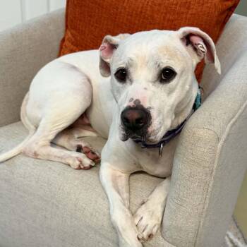 Harold (a/k/a Harry) -  American Bulldog Dog for Adoption in Roswell, Georgia - Harold (a/k/a Harry) | PetCurious
