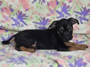 Rescue Pit Bull Terrier Dogs for Adoption in East Sparta, Ohio - Nibs | PetCurious