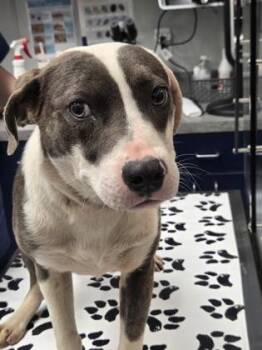 American Staffordshire Terrier and Mixed Breed Dogs Available for Adoption - 3798B Roscoe | PetCurious