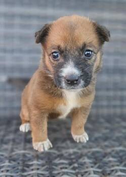 Gingersnap -  Jack Russell Terrier and Cattle Dog Dog for Adoption in Galt, California - Gingersnap | PetCurious