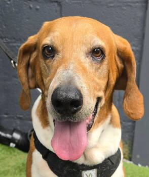 Elliemae -  Redbone Coonhound and Bloodhound Dog for Adoption in Newport, Tennessee - Elliemae | PetCurious
