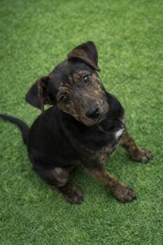 Mixed Breed Dogs Available for Adoption in Redfield, Arkansas - Rex | PetCurious