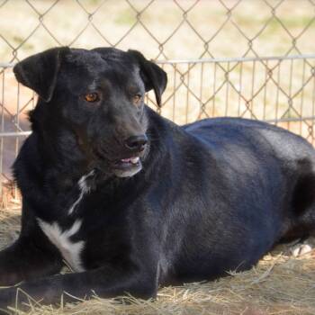 Rescue Black Labrador Retriever Dogs for Adoption in Midland, Texas - Luna | PetCurious