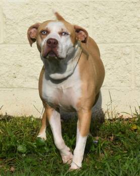 Mixed Breed Dogs Available for Adoption in Kingsland, Georgia - Tripp | PetCurious