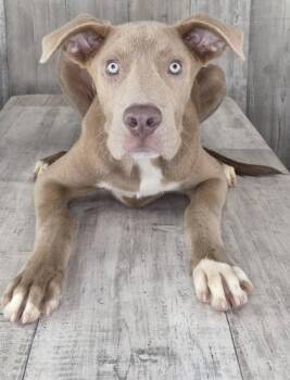 Theo -  Terrier and Mixed Breed Dog for Adoption in Shreveport, Louisiana - Theo | PetCurious