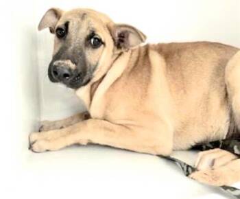 Labrador Retriever and Mixed Breed Dogs Available for Adoption in Houston, Texas - A654781 | PetCurious