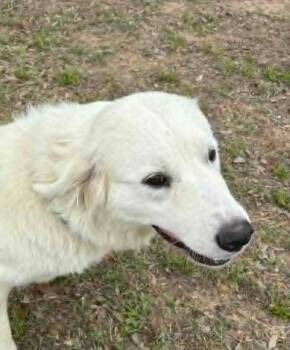 Great Pyrenees Dogs Available for Adoption in Quinlan, Texas - Delilah SAT | PetCurious