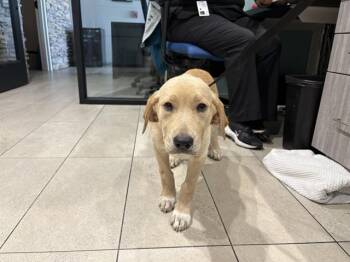 SUNFLOWER -  Labrador Retriever Dog for Adoption in Rowlett, Texas - SUNFLOWER | PetCurious