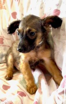 Terrier and Shepherd Dogs Available for Adoption - Nemo | PetCurious