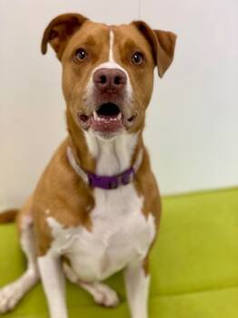 Rescue Mixed Breed Dogs for Adoption in Munster, Indiana - Zeus | PetCurious