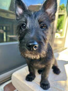 Terrier Dogs Available for Adoption - Lena (3 Ladies And A Lad) | PetCurious