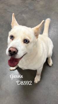 Garvin -  Husky Dog for Adoption in Clarksville, Tennessee - Garvin | PetCurious