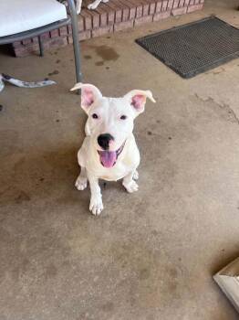 Manley in NH Meet our Adoptable Dogs Wed-Sat at Open House -  Terrier and Boxer Dog for Adoption in Manchester, New Hampshire - Manley In NH Meet Our Adoptable Dogs Wed-Sat At Open House | PetCurious
