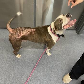 Jupiter -  Pit Bull Terrier and Mixed Breed Dog for Adoption in Saint Joseph, Missouri - Jupiter | PetCurious