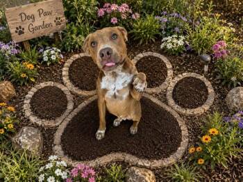 SIREN -  Pit Bull Terrier Dog for Adoption in Globe, Arizona - SIREN | PetCurious