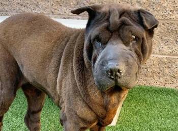 SHARLE -  Shar Pei and Mixed Breed Dog for Adoption in Moreno Valley, California - SHARLE | PetCurious