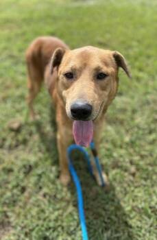 Zoe -  Mixed Breed Dog for Adoption in Vero Beach, Florida - Zoe | PetCurious