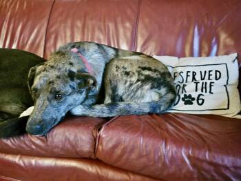 Rescue Mixed Breed Dogs for Adoption in Longview, Texas - Cash | PetCurious