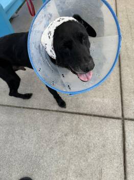 Fremont -  Labrador Retriever Dog for Adoption in San Diego, California - Fremont | PetCurious