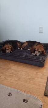 Dolly and Molly -  Beagle Dog for Adoption in Lockport, New York - Dolly And Molly | PetCurious