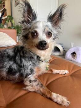 Merle -  Chihuahua and Pomeranian Dog for Adoption in Tifton, Georgia - Merle | PetCurious