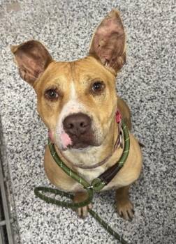 Mixed Breed Dogs Available for Adoption - Scooby | PetCurious